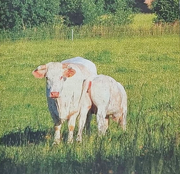 Weiße Rinder von Romenthal Ammersee Kurier
